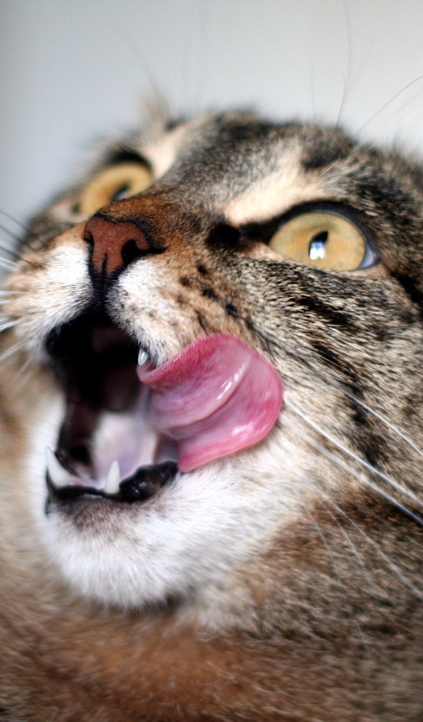 Удивленный кот