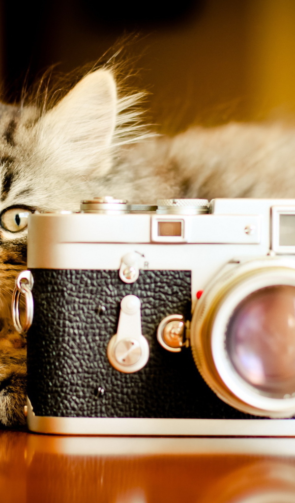 Кот за фотоаппаратом