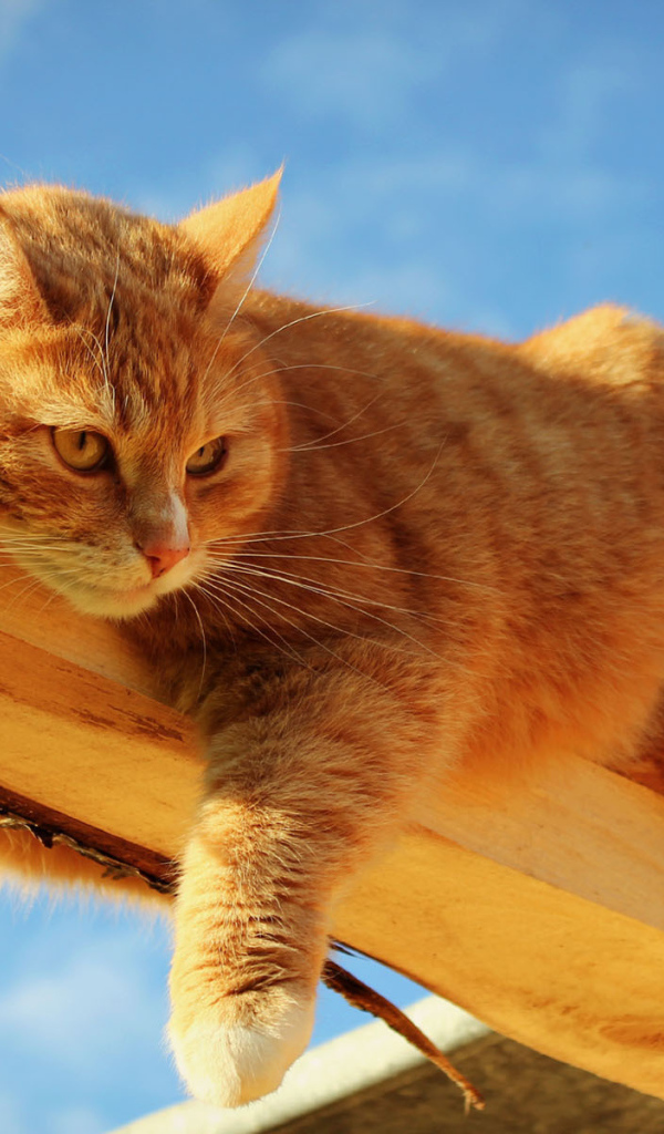 Кот лежит на доске