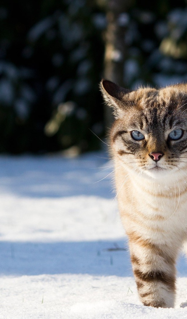Кот гуляет по снегу