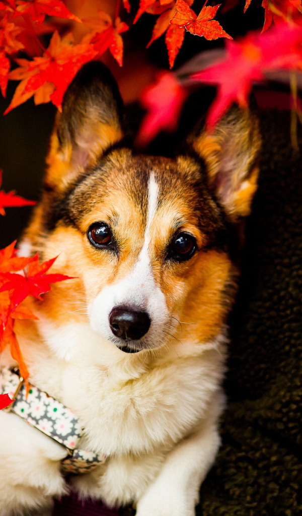 Собака в осенних листьях