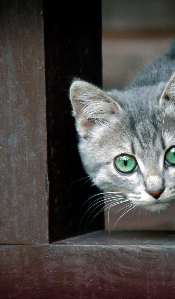 Котенок за забором