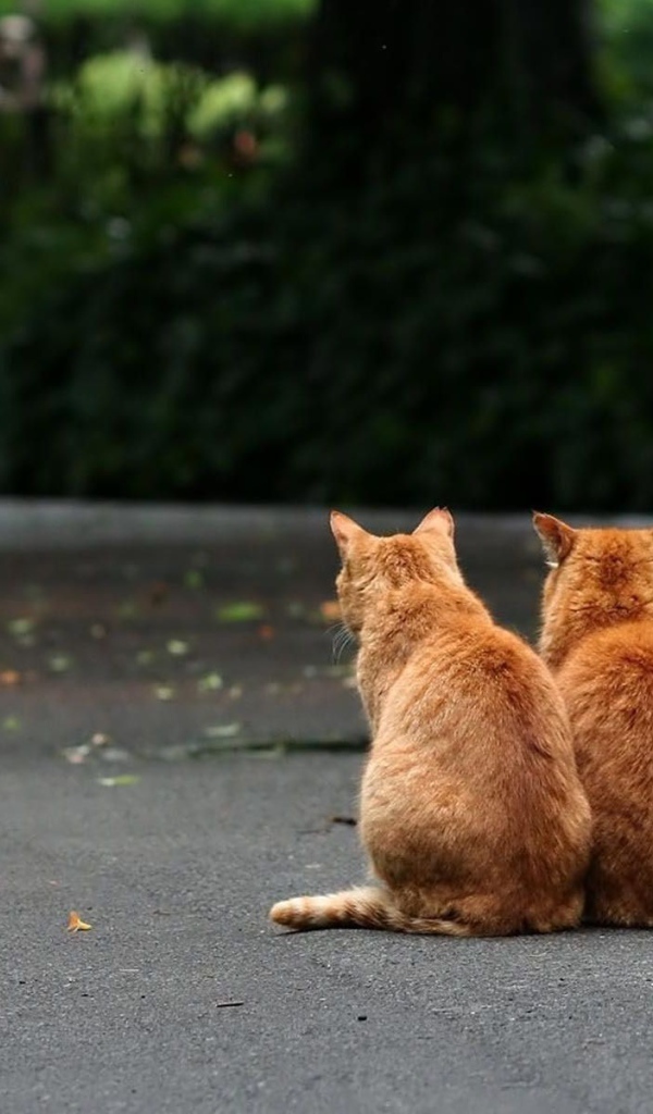 Два рыжих кота на улице