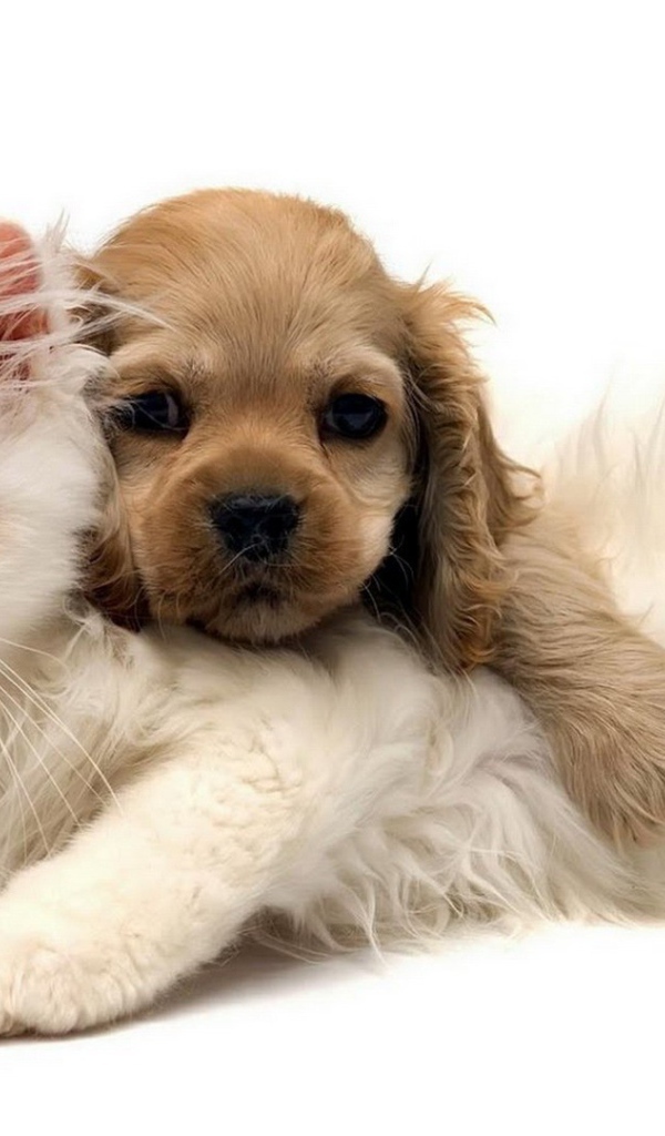 Белый кот и щенок