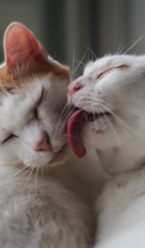 Белый кот лижет другого кота