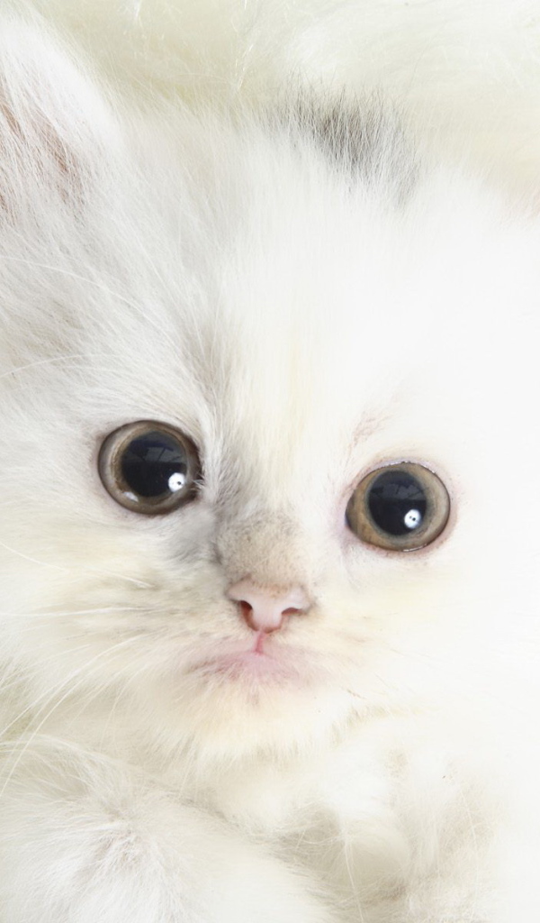 Белый котенок с черными глазами