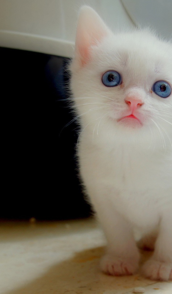 Белый котенок с голубыми глазами