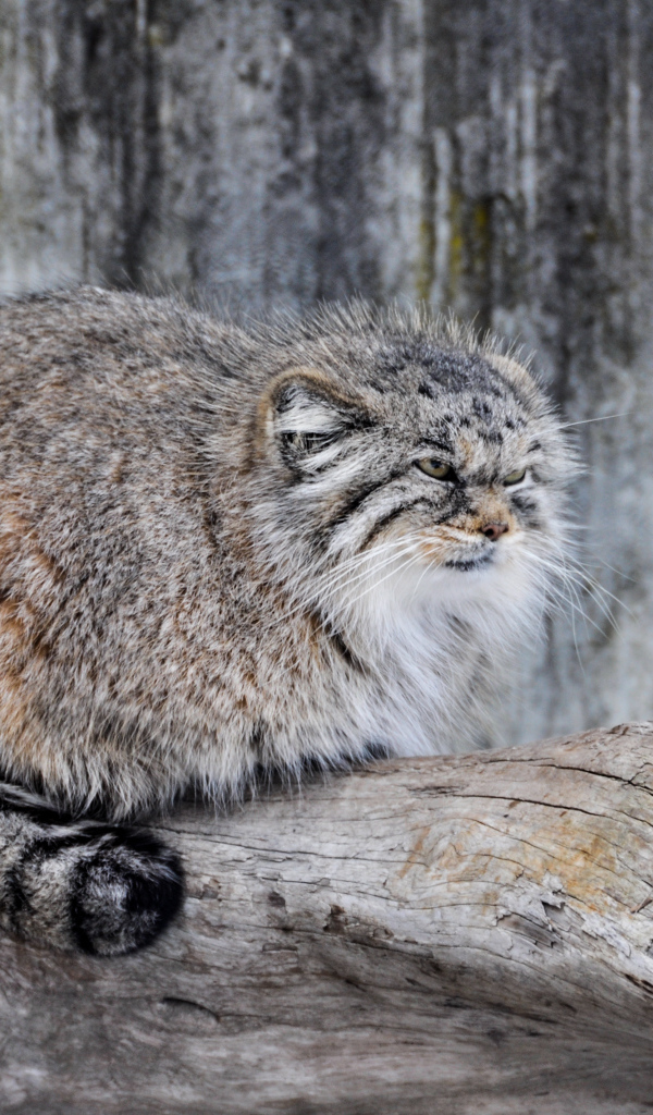 Дикий кот манул