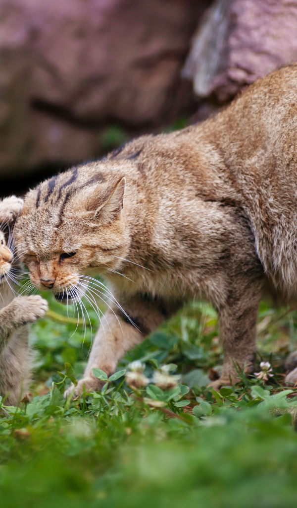 Дикая кошка с котенком