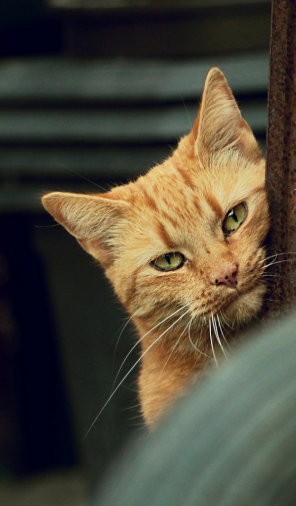 Рыжий кот