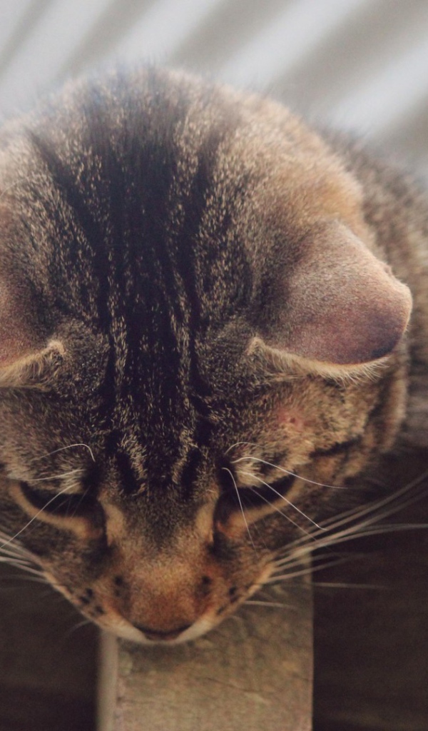 Кот наблюдатель