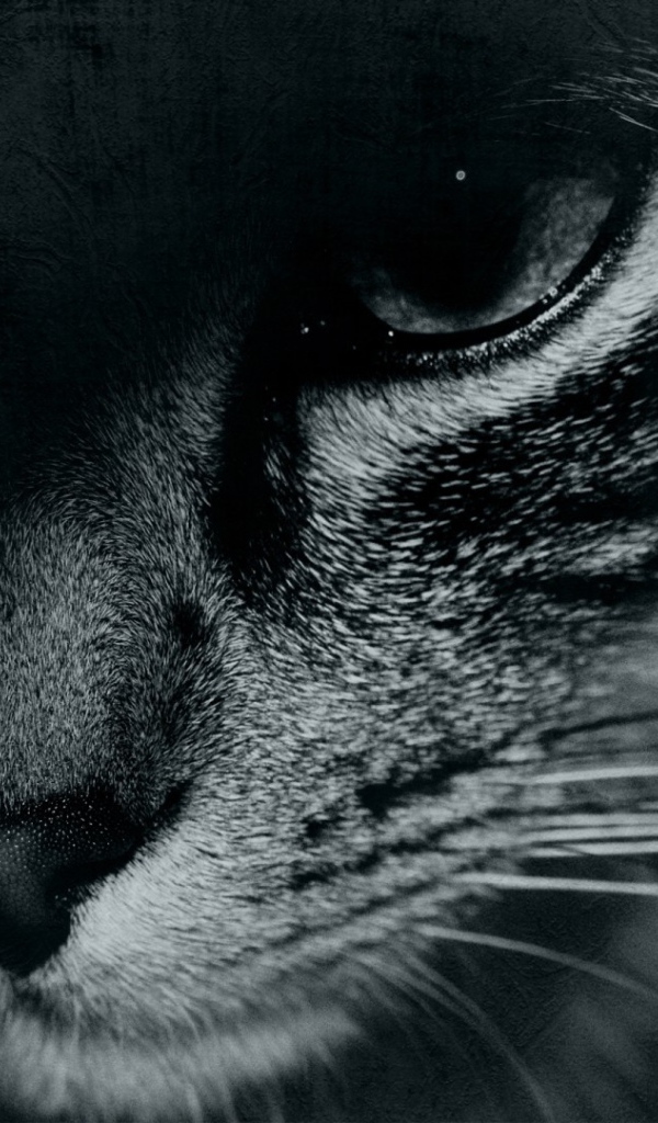 Кошачий взгляд