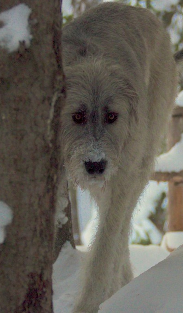 Красивый ирландский волкодав