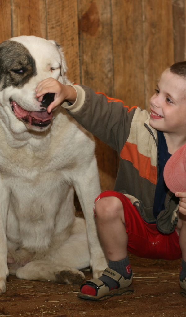 Мальчик держит за нос алабая