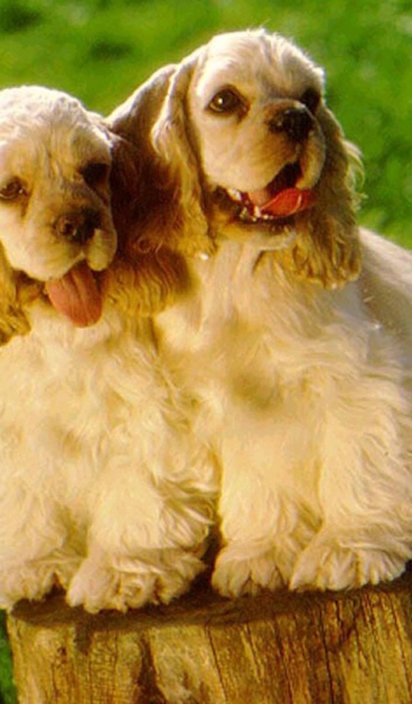 Парочка милых американских кокер спаниелей
