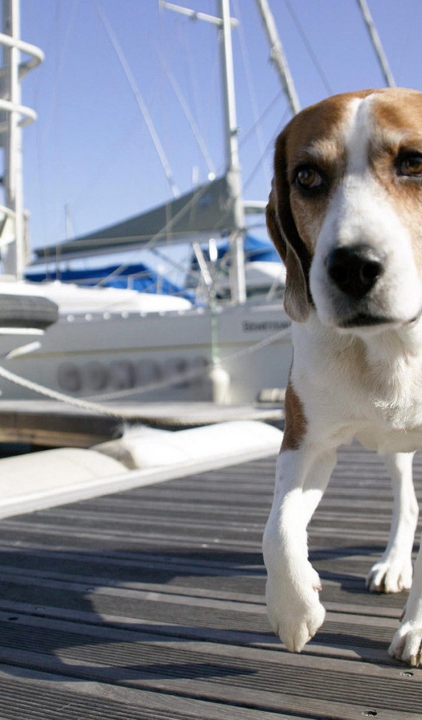 Собака на морском причале