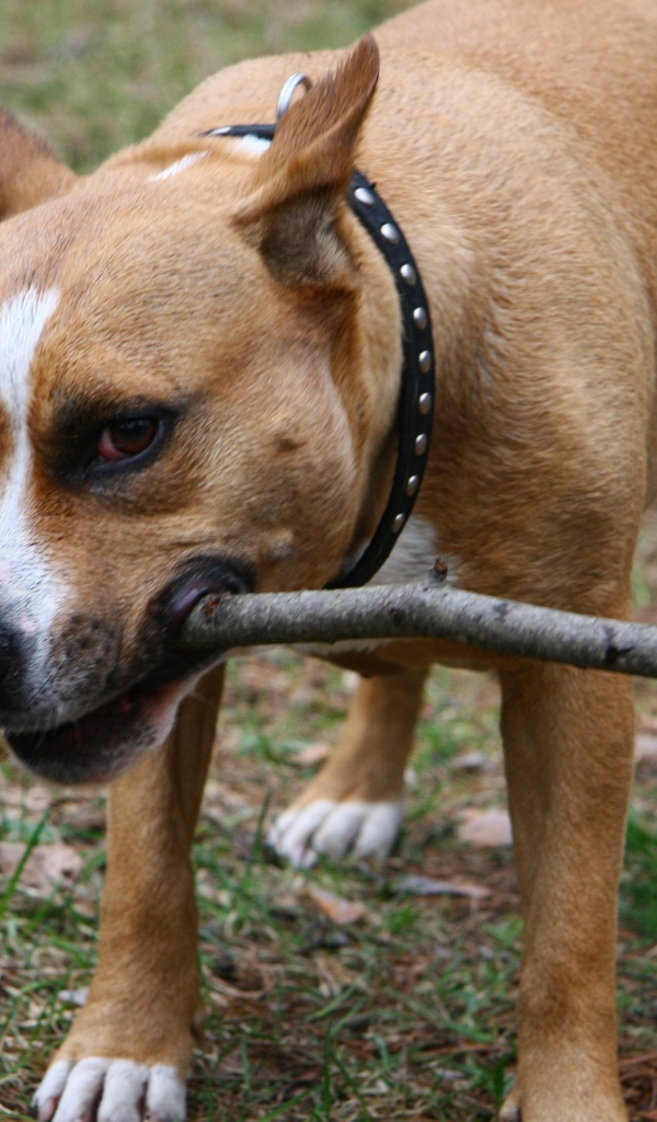 Собака с палкой в зубах