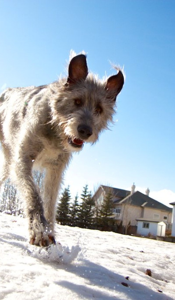 Верный друг ирландский волкодав