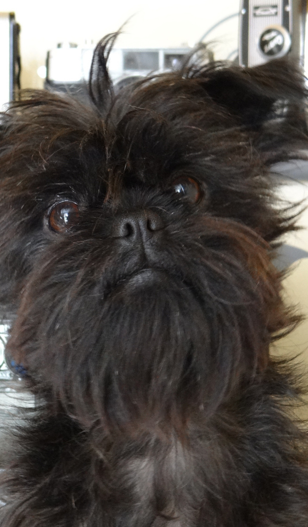 Красивый аффенпинчер