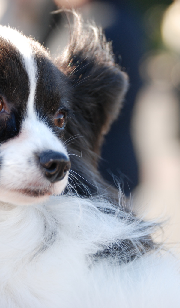 Немного грустный папильон