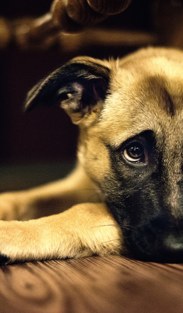 Одинокая собака