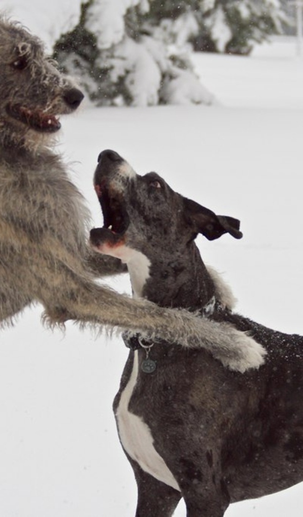 Пара ирландских волкодавов