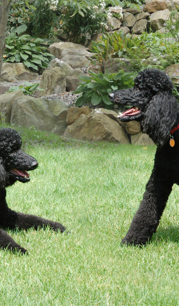 Пара черных пуделей