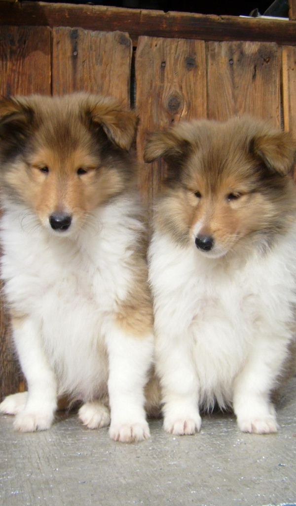 Пара милых щенков колли