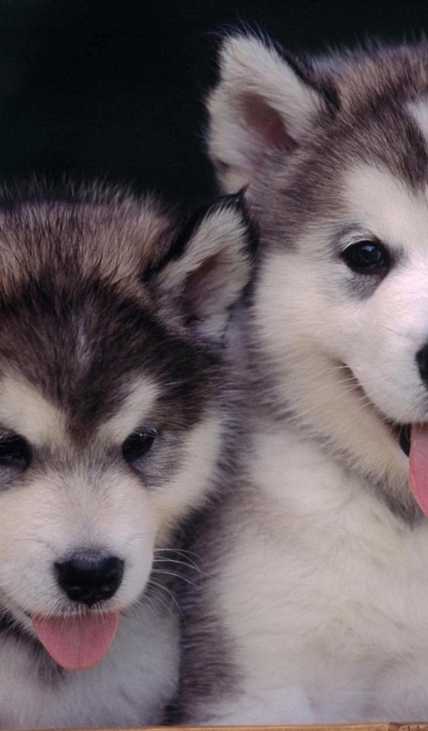 Пара милых щенков лайки