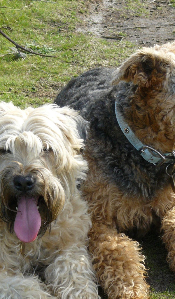 Пара собак эрдельтерьеров