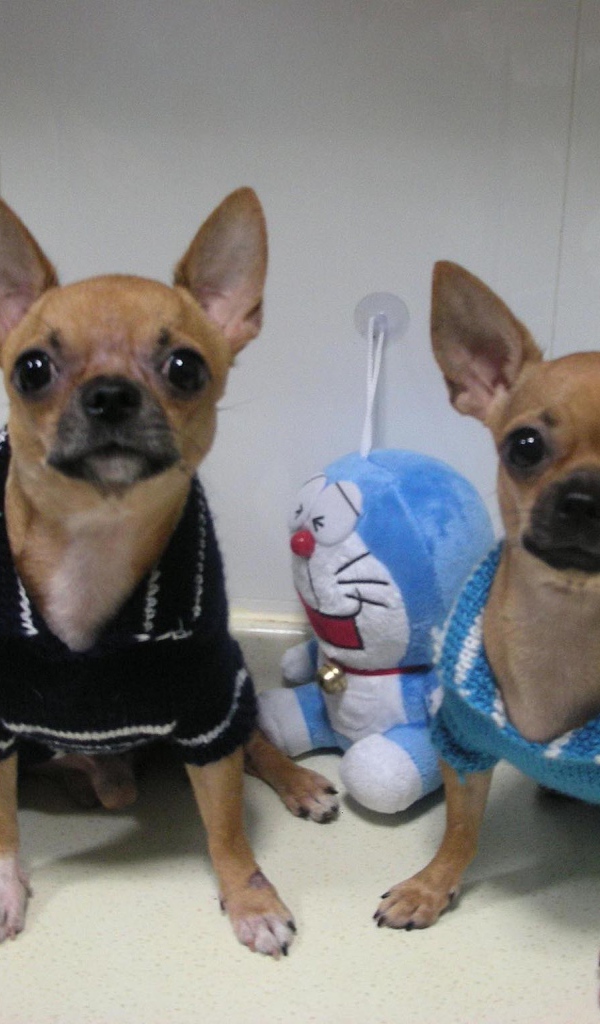 Пара собак чихуахуа