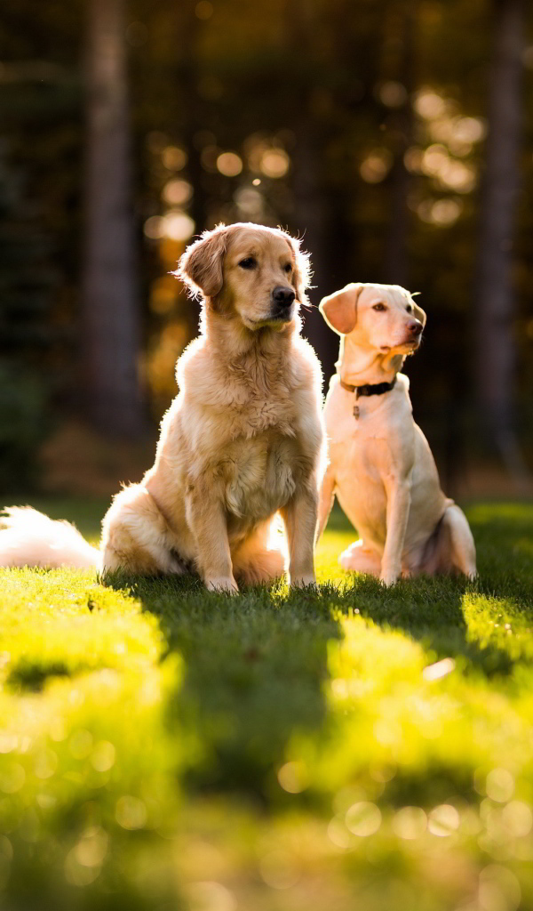 Пара золотых ретриверов