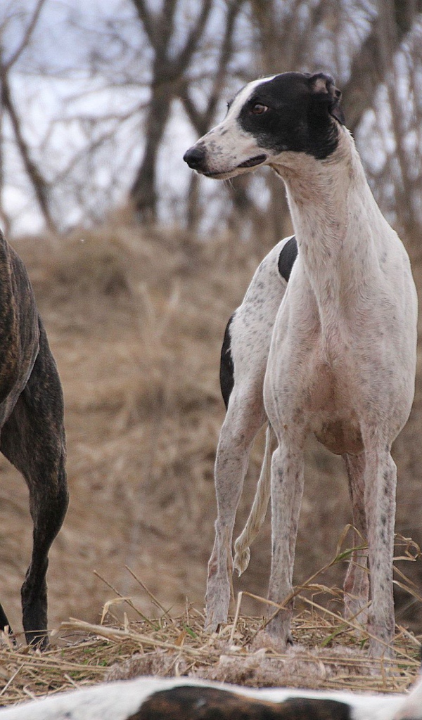 Пара борзых на охоте