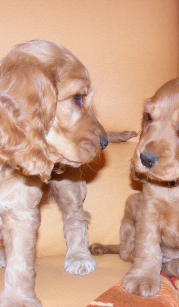 Пара щенков английского кокер спаниеля