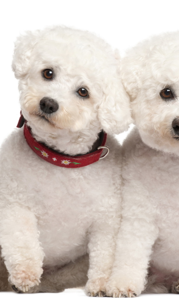 Пара щенков болонки