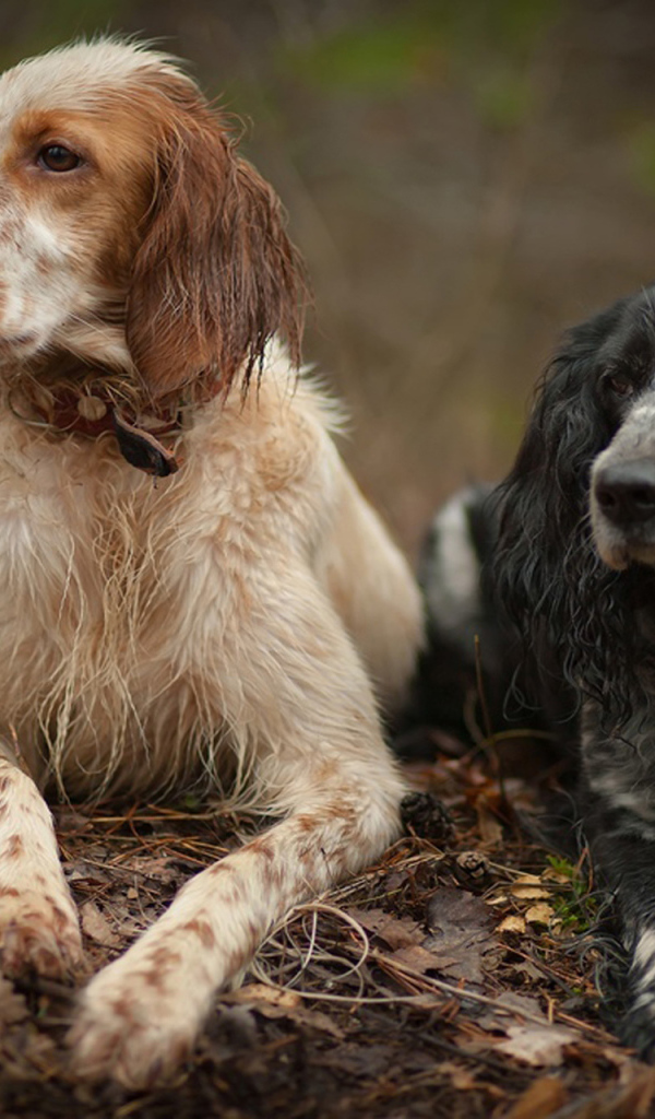 Пара спаниелей на охоте