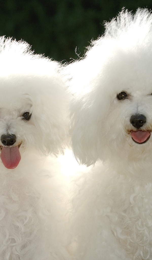 Пара белых пуделей