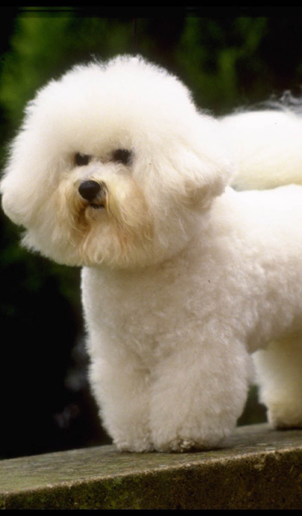 Маленькая французская болонка