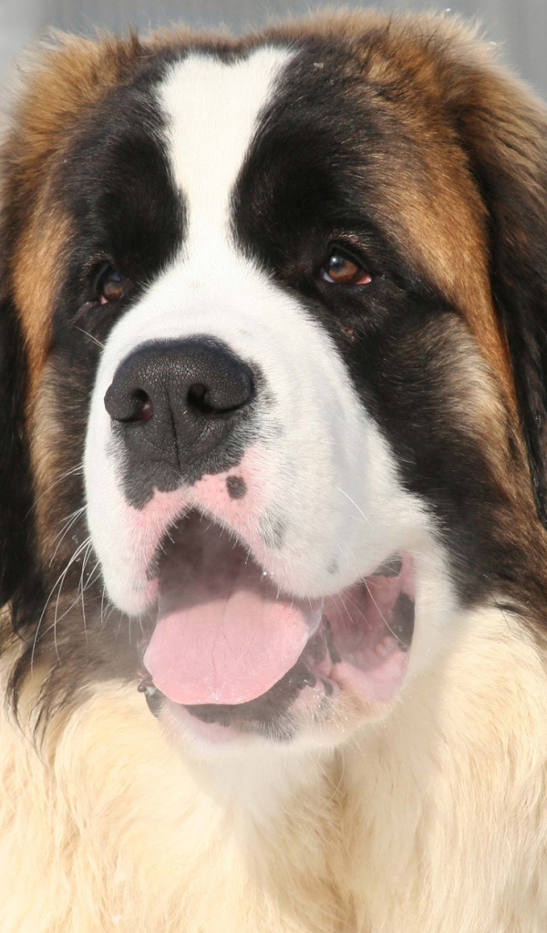 Улыбающийся сенбернар