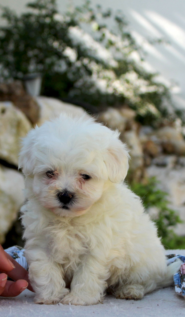 Ласковый щенок болонки