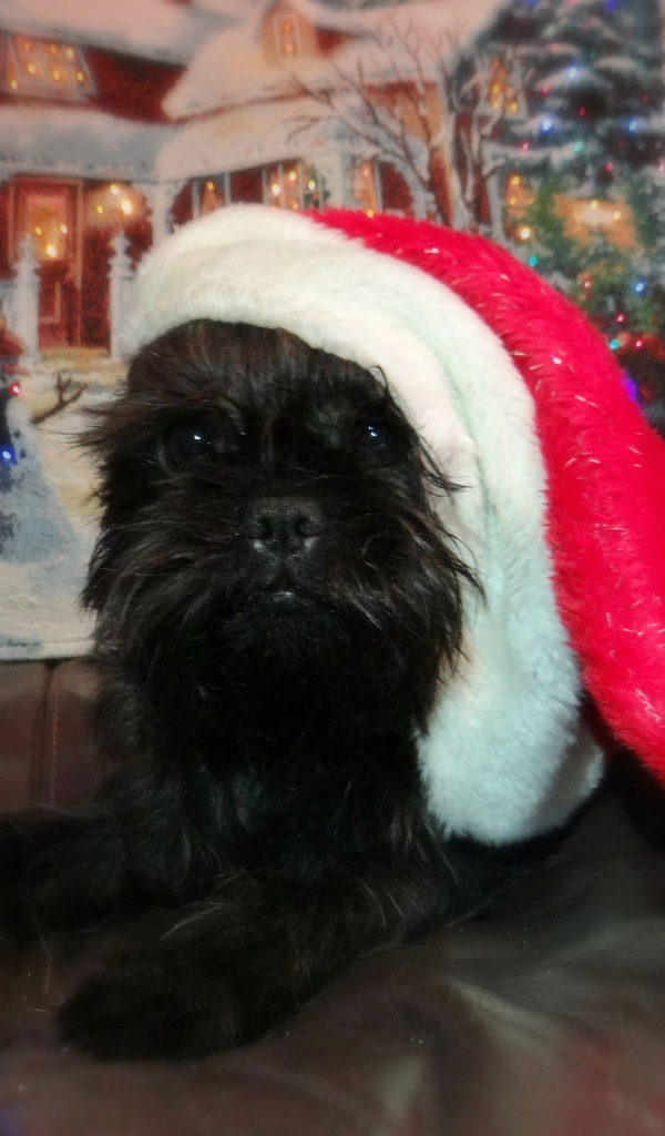 Новогодний наряд аффенпинчера