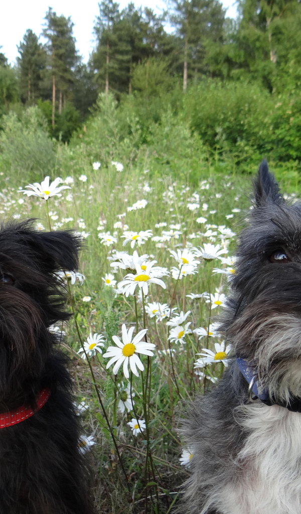 Аффенпинчеры среди ромашек