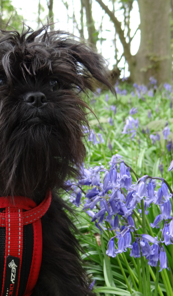 Аффенпинчер в цветах