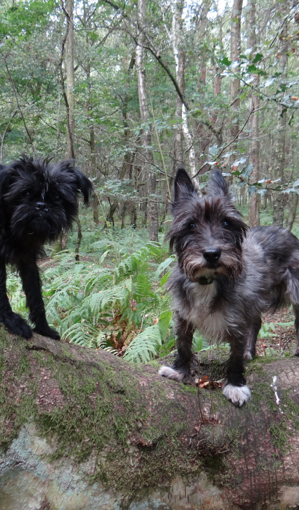 Аффенпинчеры в лесу