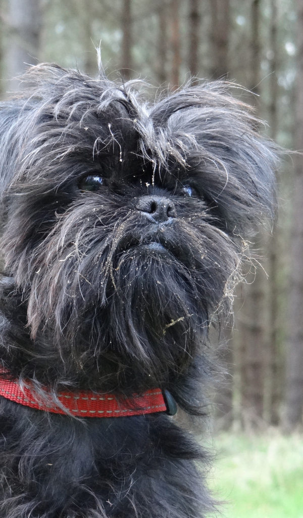 Аффенпинчер на фоне деревьев