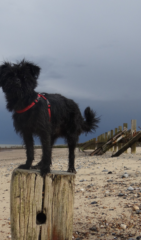 Аффенпинчер на пляже