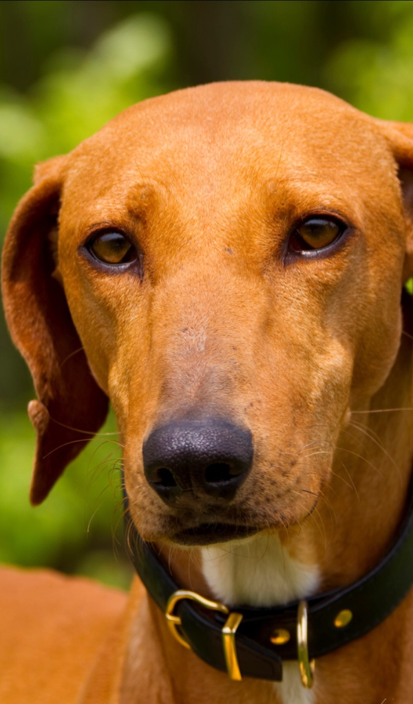 Африканская порода азавак