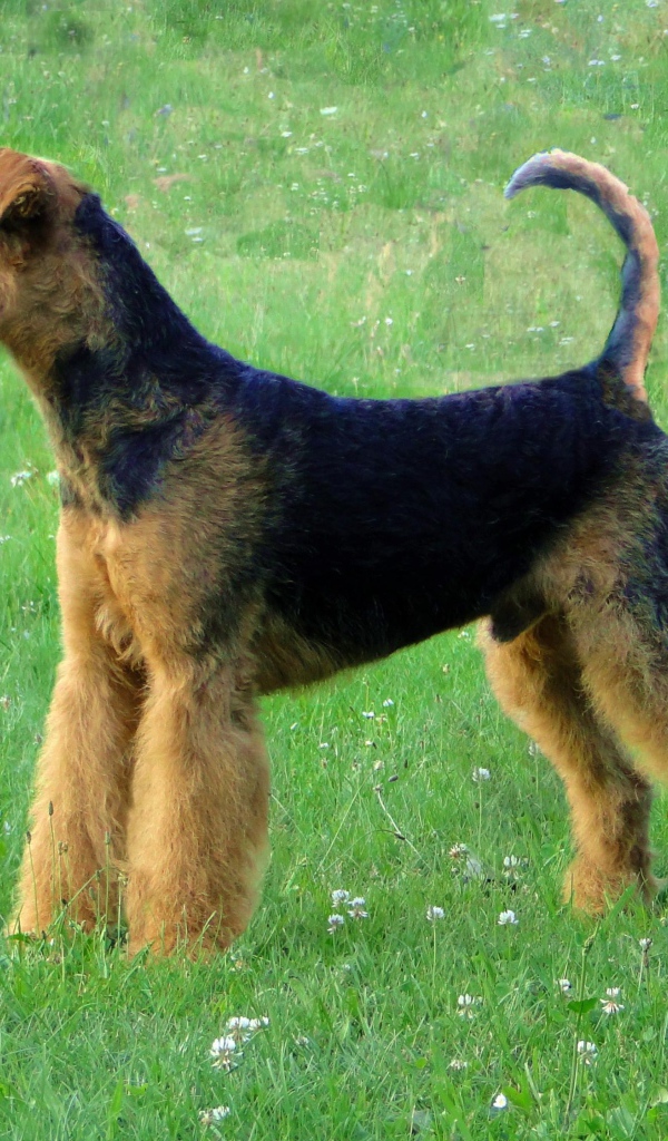 Эрдельтерьер на лугу