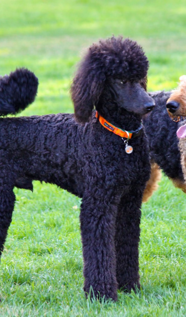 Эрдельтерьер и пудель