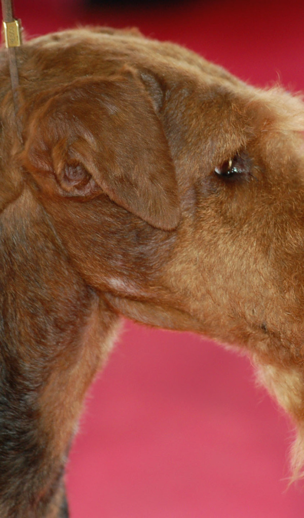 Эрдельтерьер на розовом фоне